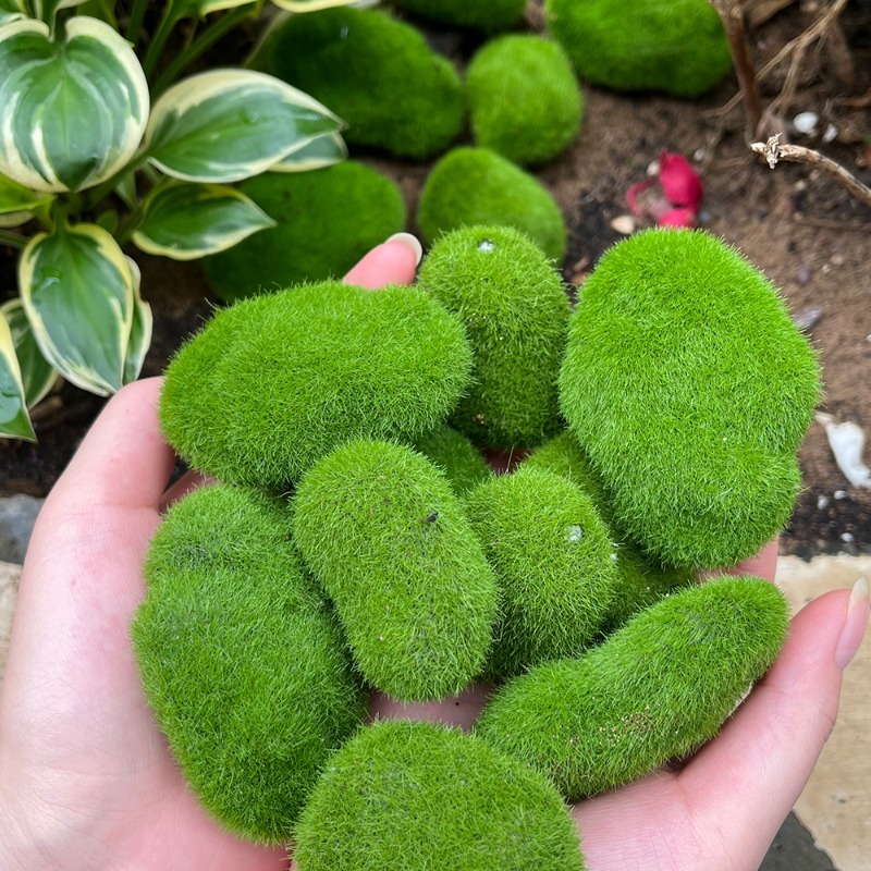 5/30 pz Pietre di Muschio Arti - Sphagnum Moss Dry recensione e prezzo
