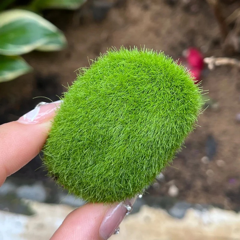 100/5 Pezzi Rocce di Muschio A - Sphagnum Moss Dry recensione e prezzo