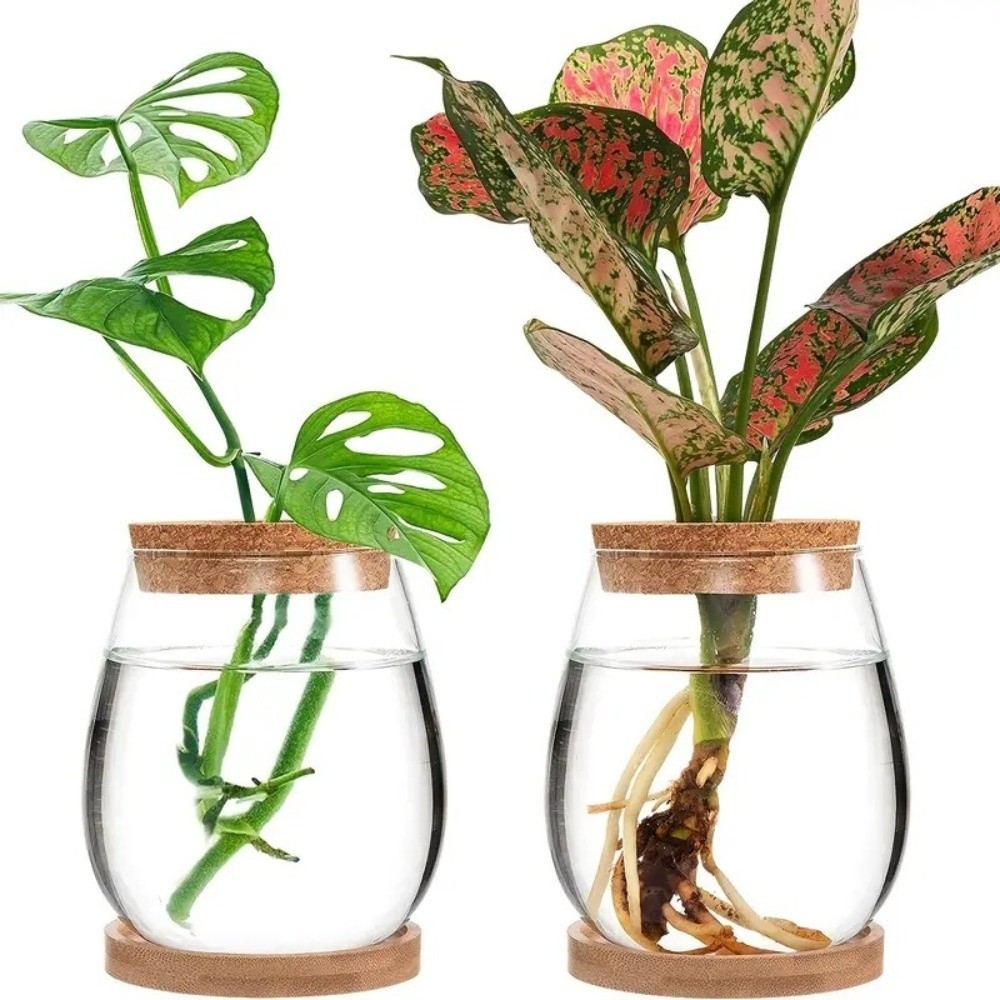 Vaso Idroponico Trasparente co - Propagation Station Vase recensione e prezzo