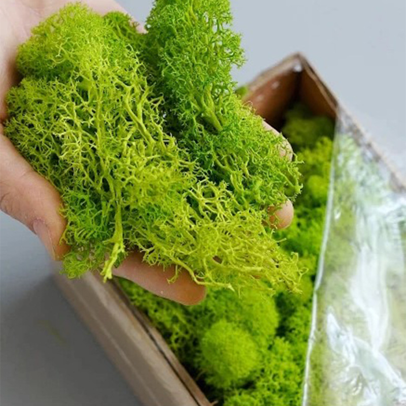 Piante verdi artificiali Mini  - Sphagnum Moss Dry recensione e prezzo