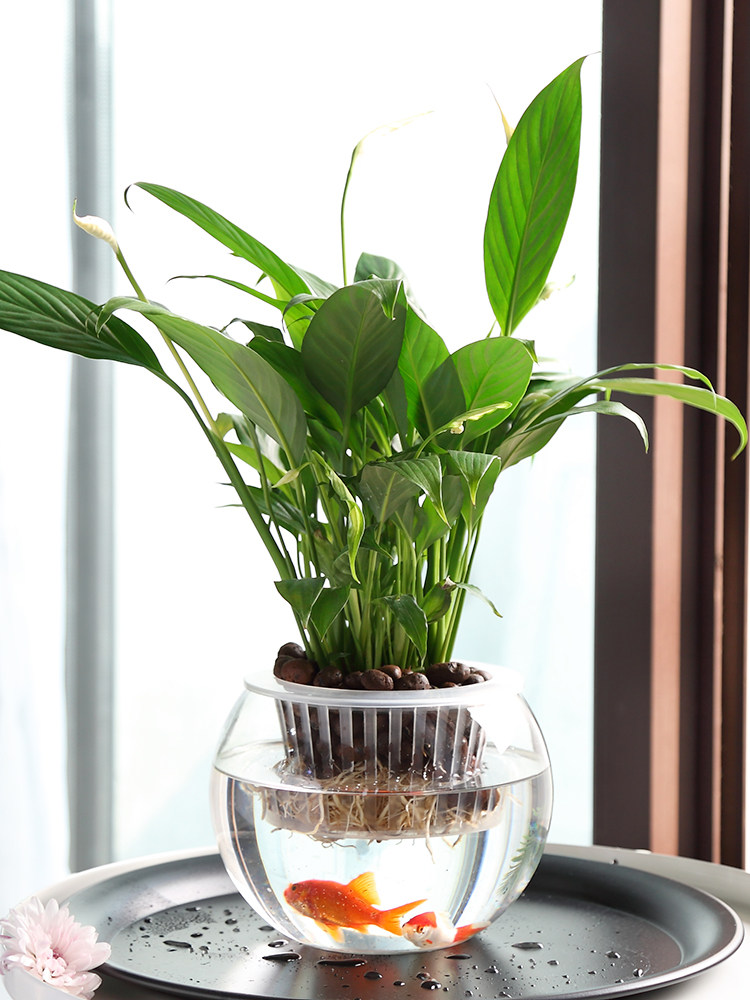 Vaso in vetro idroponico per a - Propagation Station Vase recensione e prezzo